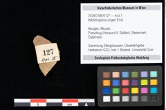 Foto (Objekt + Etikett) von Widdringtonia ungeri Endl. (NHMW-GEO-2024-0188-0127)